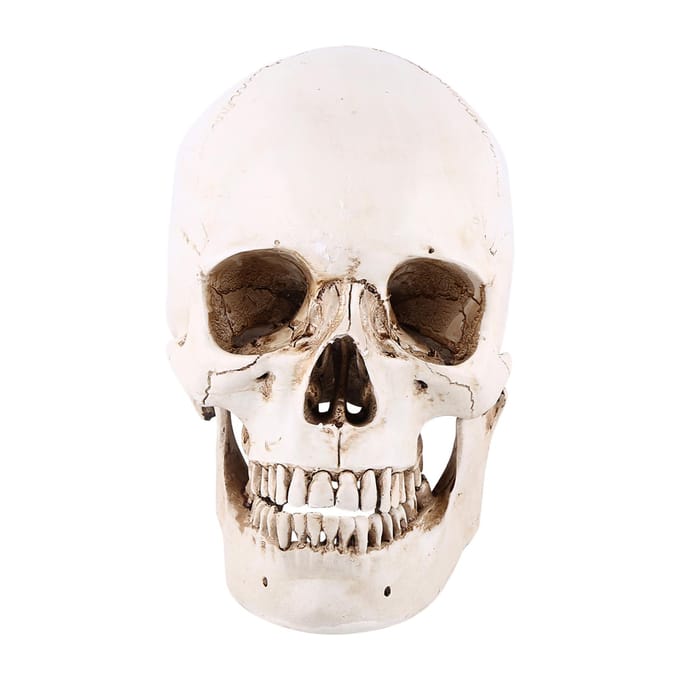 1 stuks Witte Hars Menselijke Schedel Levensgroot Tekenmodel Replica Tekening Feest Ornament white