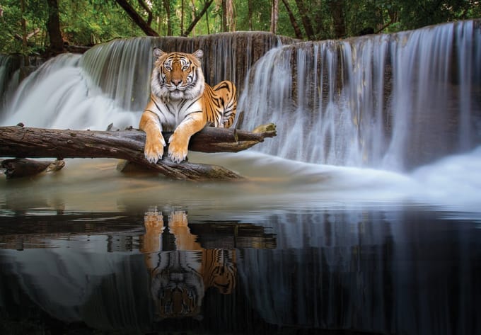 Fotobehang - Tijger - Natuur - Waterval - Vliesbehang - (254 x 184 cm)