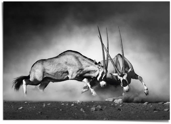XXL Poster Gemsbok - 100 x 140 - Papier - REINDERS