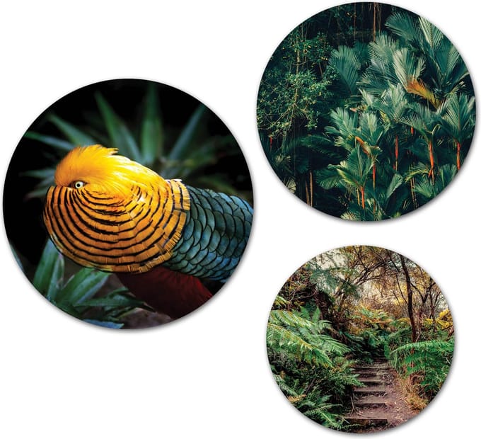Forex Muurcirkel Set -  Set Tropische Vogel Jungle - Set van 3 Wandcirkels met Ophangsystemen - 25x30x35