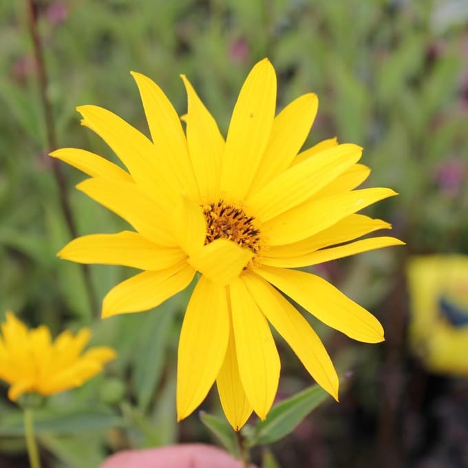 6 x Helianthus Atrorubens - Zonnebloem pot 9x9cm