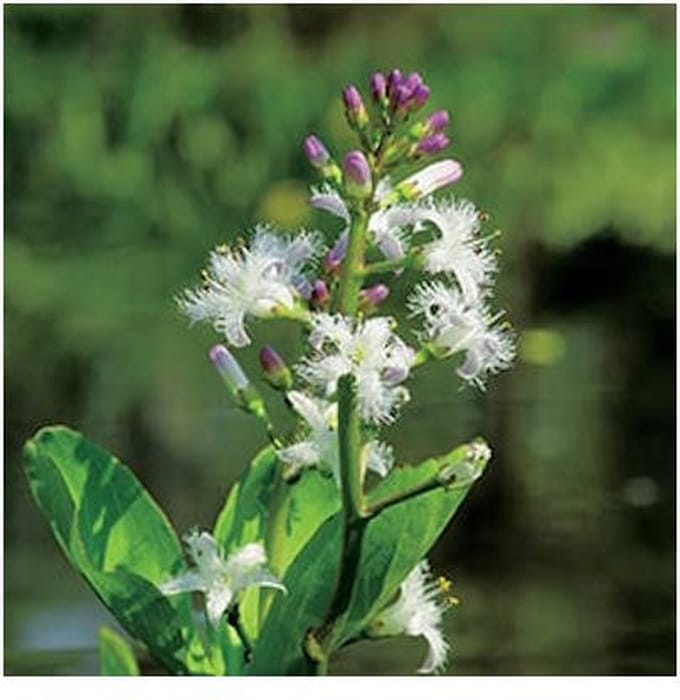 Moerings Menyanthes Trifoliata | Waterdrieblad | In 9CM pot