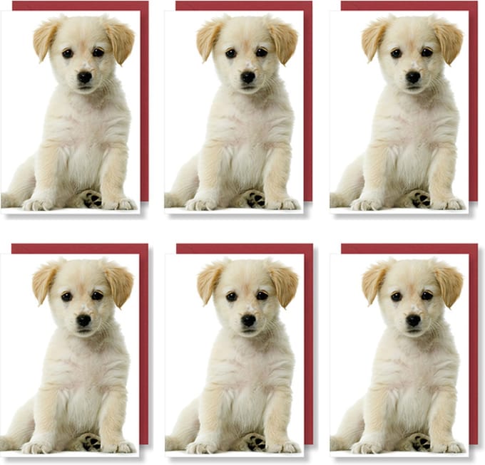 MGPcards - 6x dubbele wenskaart met envelop - Blanco - Dieren - 11,5 x 17 cm