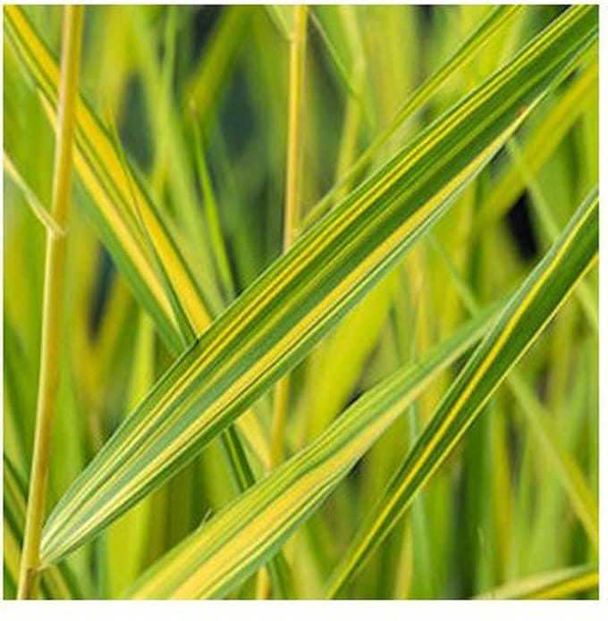 Moerings Phragmites Australis Variegata | Bont Riet | In 9CM pot