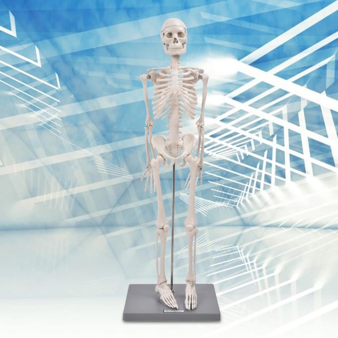 85cm Menselijk Skelet Model met Standaard Biologisch Experimenteergereedschap voor Anatomisch Onderwijsgebruik white