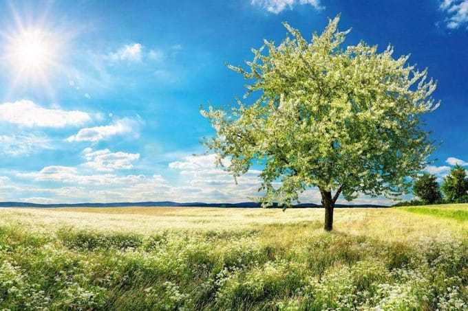 Fotobehang - Blossom Tree 375x250cm - Vliesbehang
