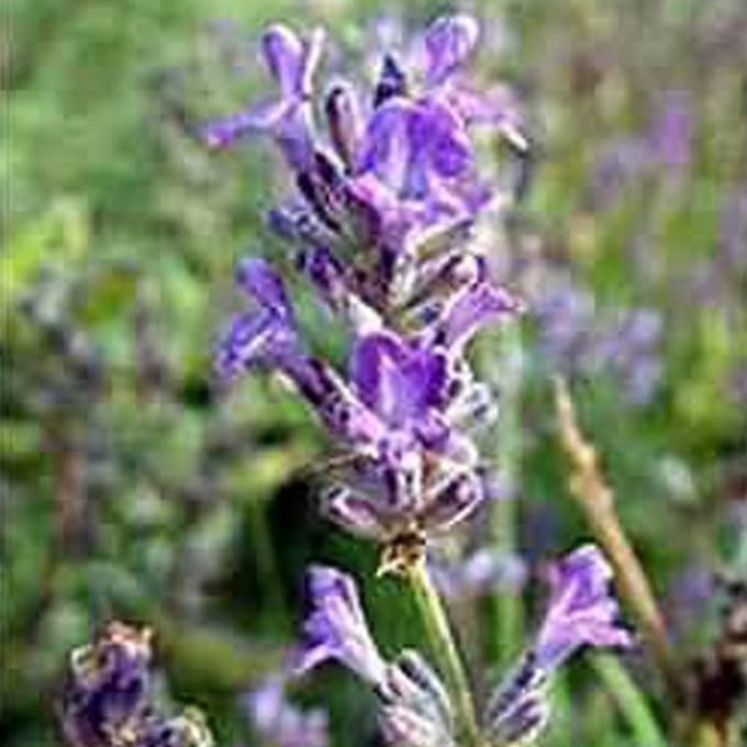 6 x Lavandula Intermedia 'Grappenhall' - Lavendel pot 9x9cm