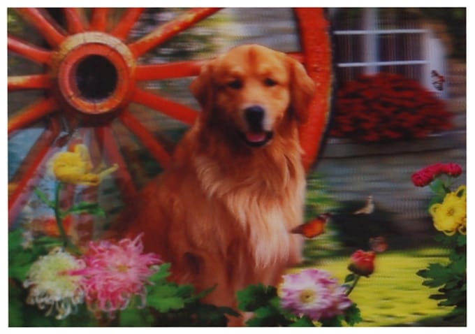 S.Y.W Poster - Golden Retriever - Gold