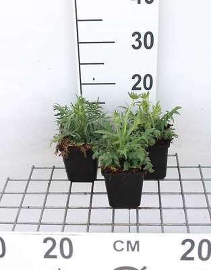 6x Breemdkroon - Knautia arvensis | 9x9 cm pot