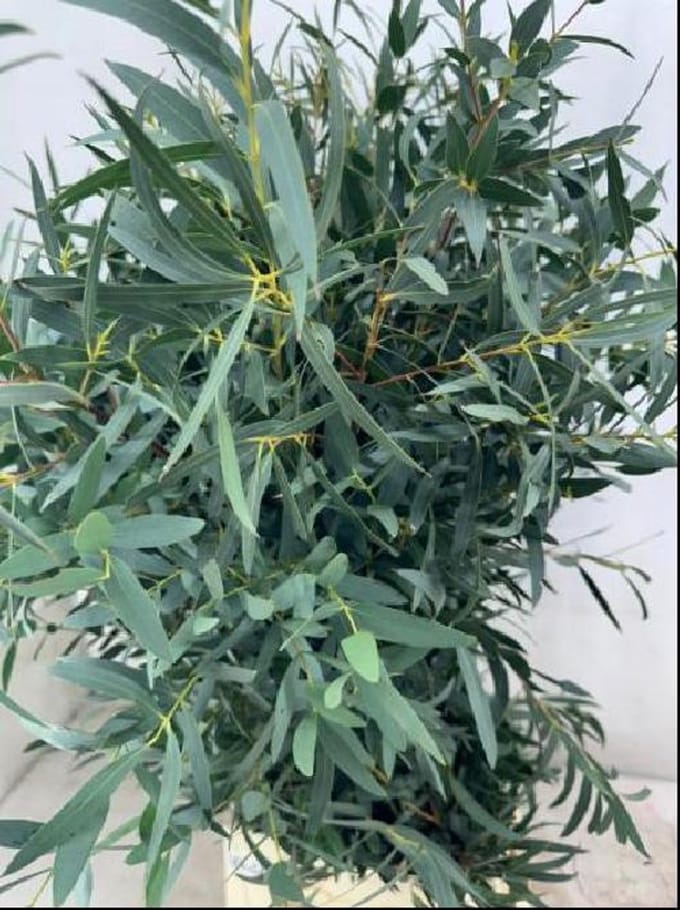 5x Sg eucalyptus domenichina 70cm