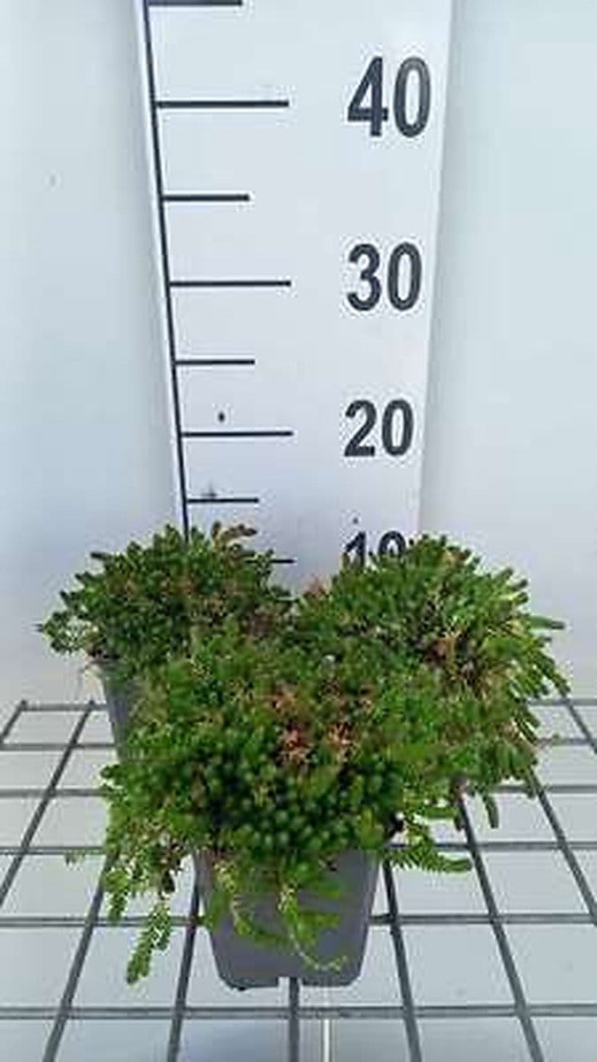 6x Sedum acre 'Aureum'