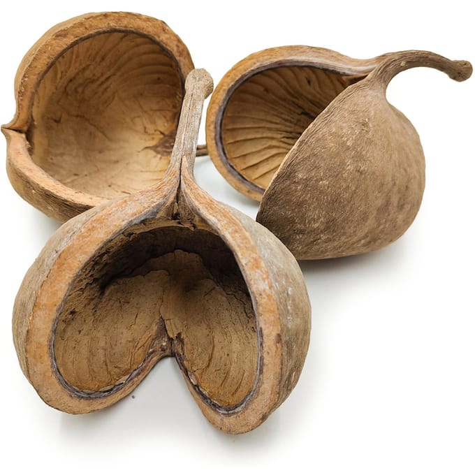 Budda Noot Orzech (Natuurlijk) - Exotisch Gedroogd Fruit - 3 Stuks