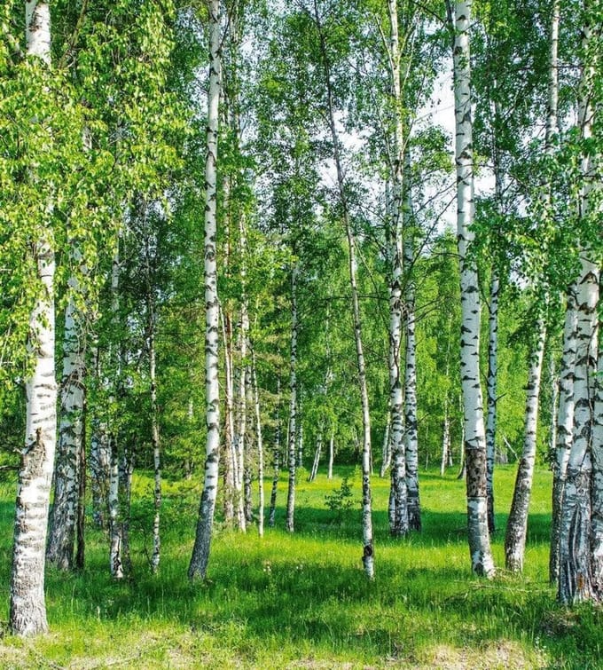 Fotobehang - Birch Grow 225x250cm - Vliesbehang
