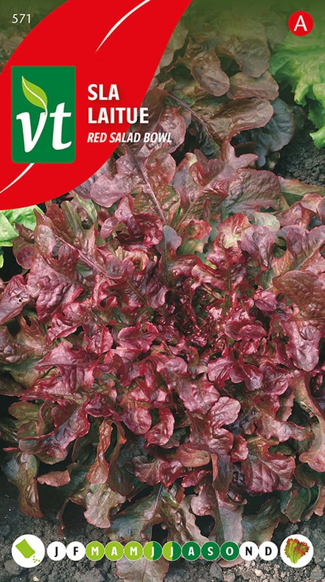 Sla 'Pluksla Red Salad Bowl' - Rode Eikenbladsla met Zachte Smaak