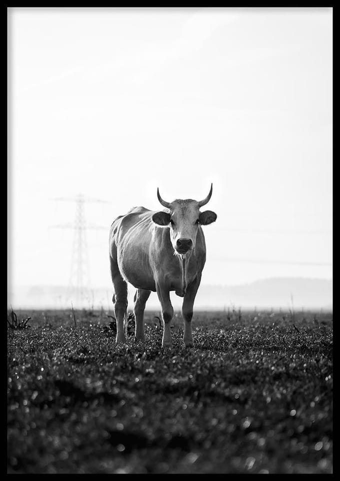 Poster Koe zwart-wit - 70x100cm - Poster Dieren