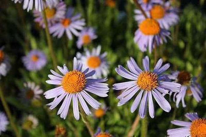 6x Aster - Aster tong. 'Warnburgstern' | 9x9 cm pot