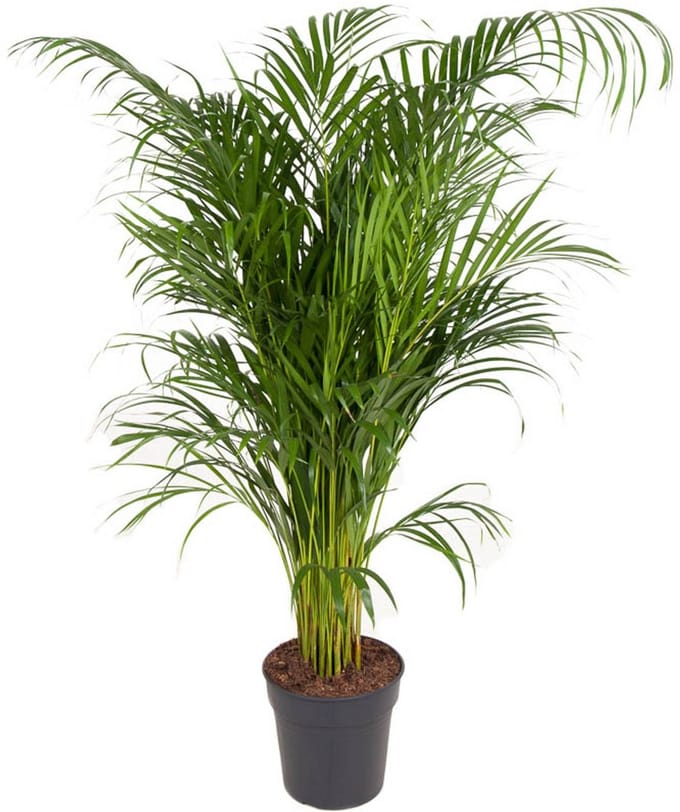 Dypsis Lutescens (Areca) - Hoogte 130cm - Pot 24cm