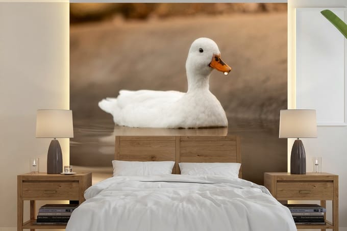 Behang - Fotobehang Eend - Vogel - Water - Wit - Breedte 280 cm x hoogte 280 cm