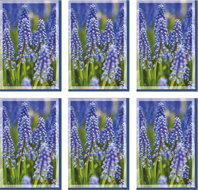 MGPcards - 6x dubbele wenskaart met envelop - Blanco - Bloemen - 11,5 x 17 cm