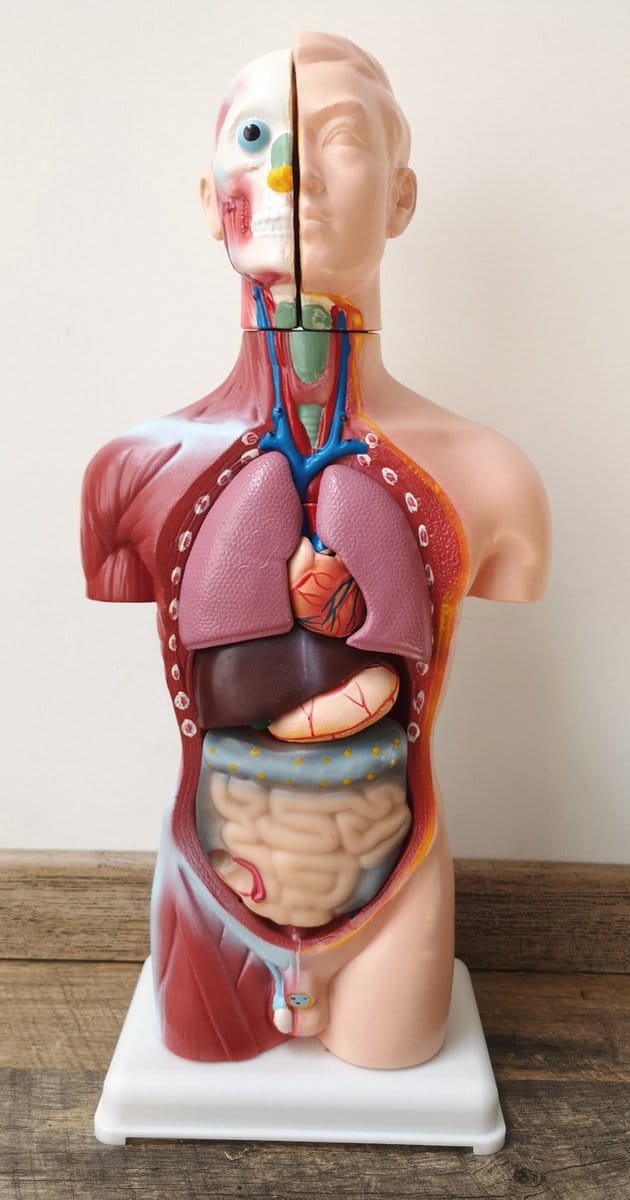 M.T.C© 45cm-GROOT- Anatomisch model-torso-lichaam-met uitneembare organen-leer model-groot torso