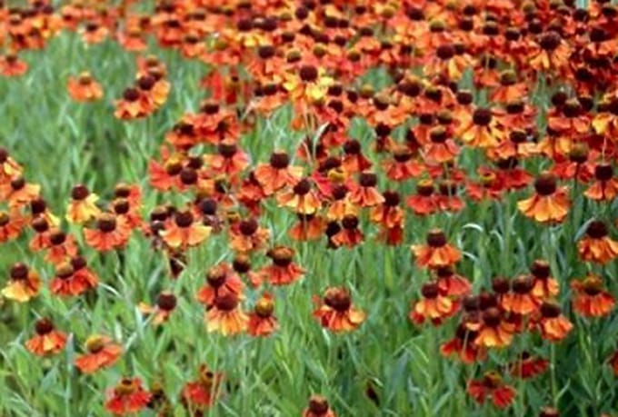 6x Zonnekruid - Helenium hybr. 'Moerheim Beauty' | 9x9 cm pot