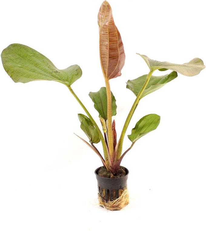 Moerings Echinodorus phyton in 5 cm pot