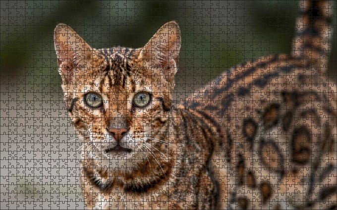 Puzzel Bengaalse kat | 1000 stukjes | Dierenpuzzel | Kattenpuzzel