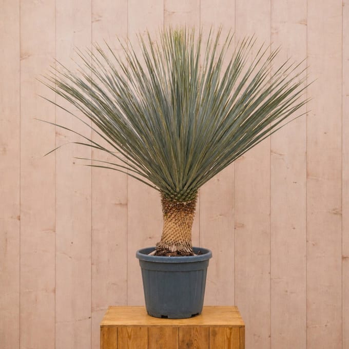 Yucca Rostrata 130 cm Warentuin Natuurlijk