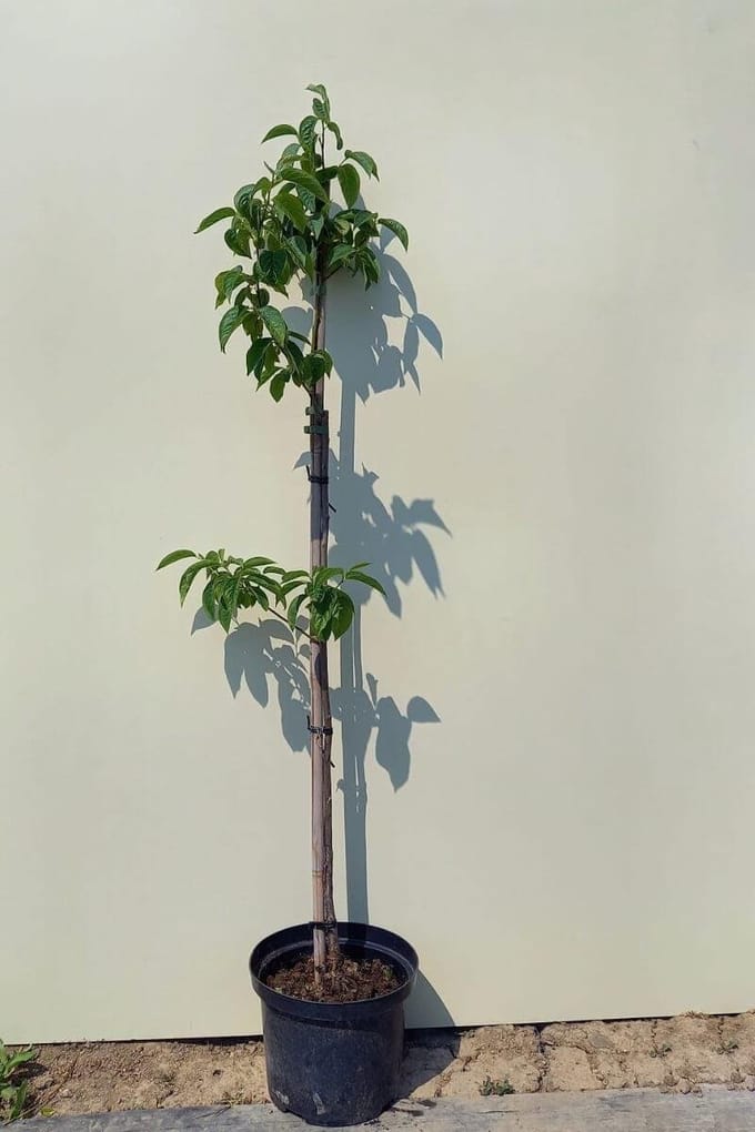 Jonge Lotusboom | Diospyros lotus | 100-150cm hoogte