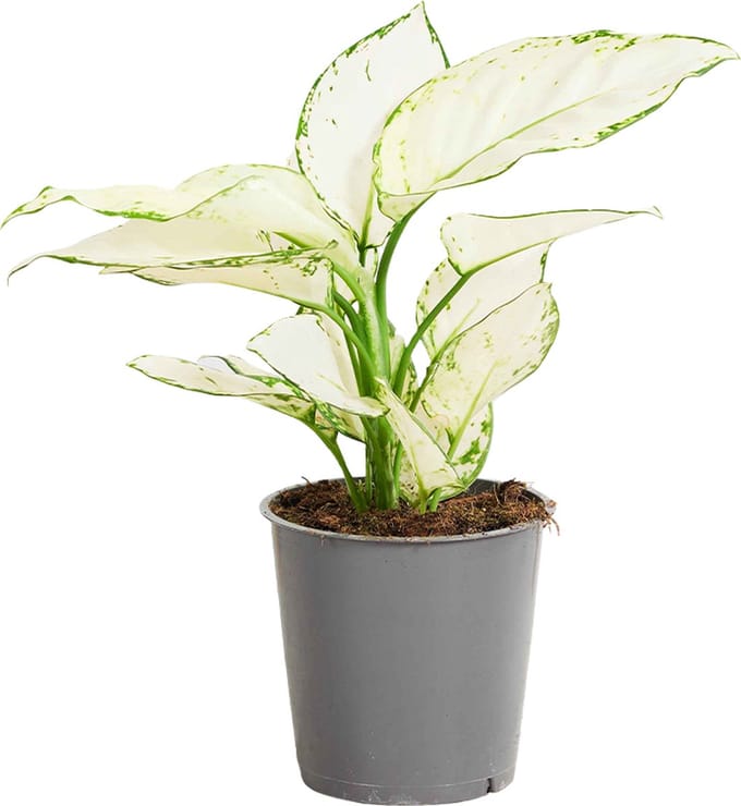 PLNTS - Aglaonema White Joy - Kamerplant - Kweekpot 12 cm - Hoogte 25 cm