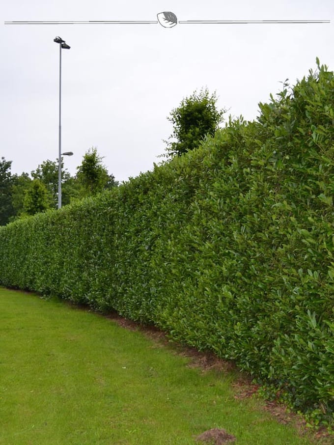 Laurier Prunus Caucasica 120-140 cm in Pot, 3x Haagplant