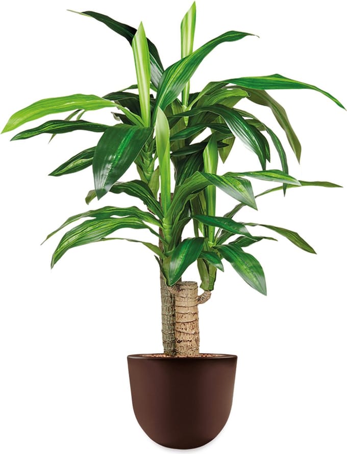 HTT - Kunstplant Dracaena Fragans in Eggy bruin H100 cm
