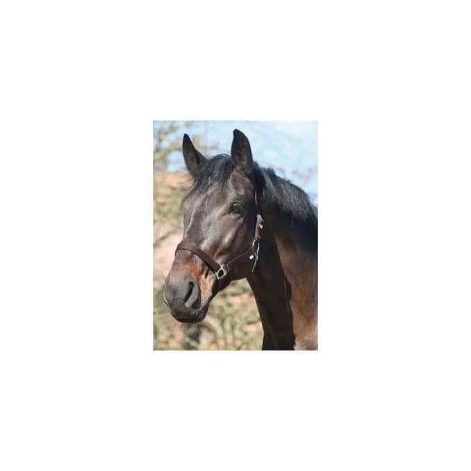 Nylon paardenhalster HorseGuard