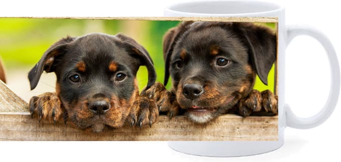 Beker - Rottweiler Pups