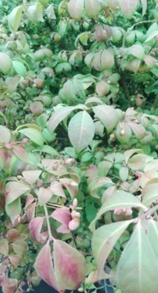 Euonymus al. 'Compactus' - Kardinaalshoed, Dwerg Kardinaalsmuts 60- 80 cm in pot