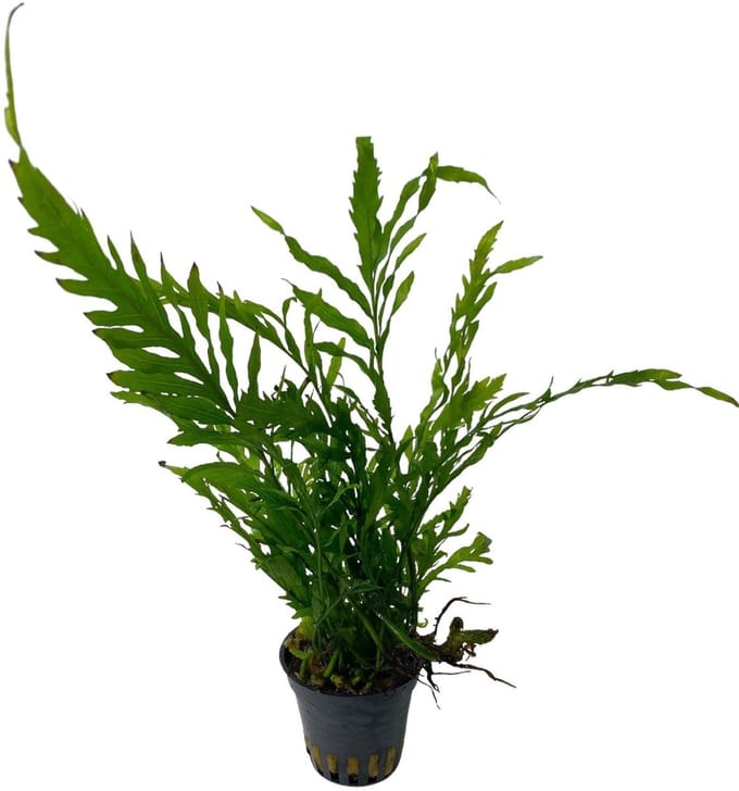 Aquaflora Bolbitis Heudelotii | Afrikavaren | in 5 cm pot