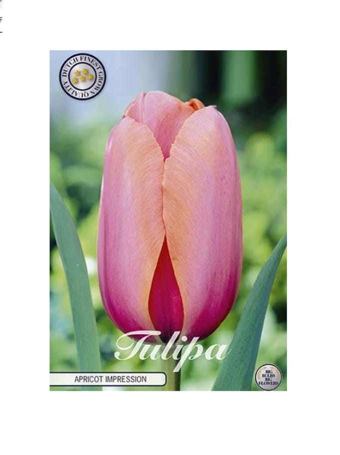 Dutch Finest Quality bloembollen Tulpen 10 stuks Tulp Darwin Apricot Impression x10 12/+s