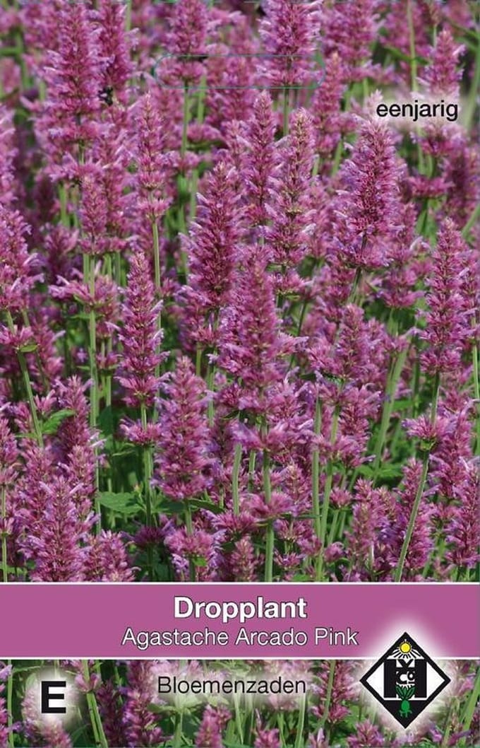 2 stuks Van Hemert & Co Agastache hybrida Arcado Pink