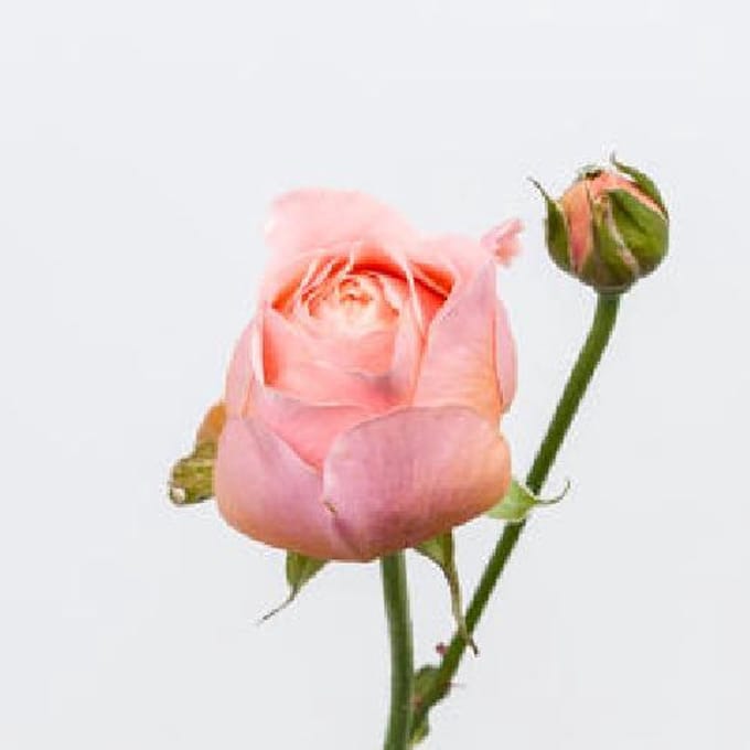 10x Rosa keijsers coral 50cm