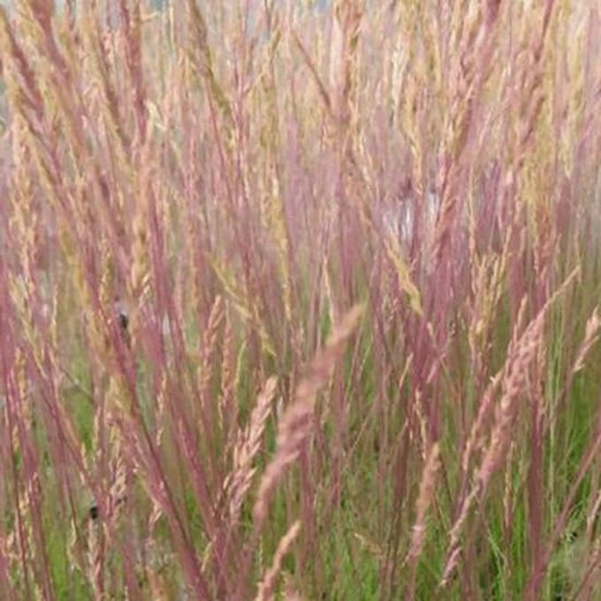 6x Smele - Deschampsia cespitosa 'Palava' - Pot 9x9cm