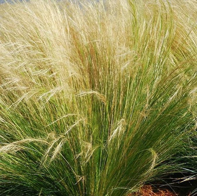 6 x Stipa Tenuifolia - Vedergras pot 9x9cm - Delicaat Vedergras
