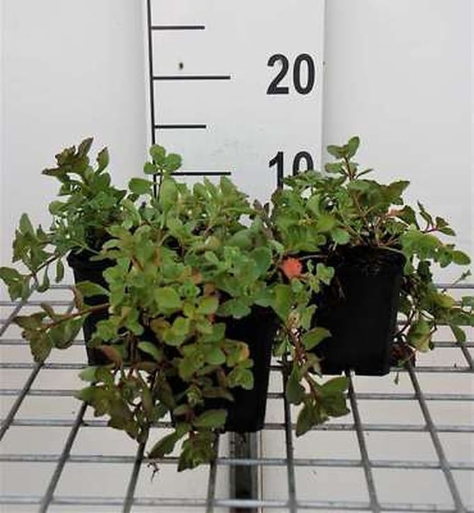 6x Sedum spur. 'Purpurteppich'