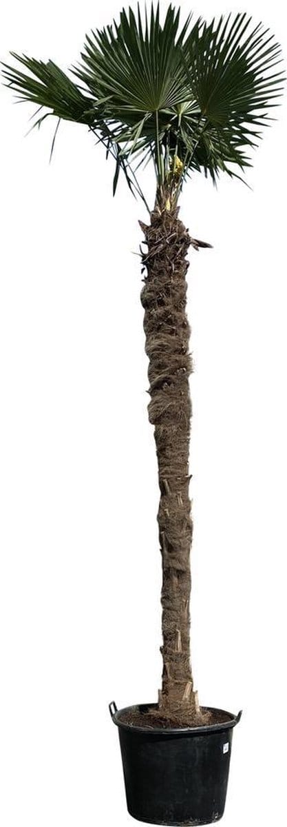 Tropictrees - Palmboom - Trachycarpus Fortunei - Plant - Winterhard - Pot ⌀ 60cm - Hoogte ca. 450cm