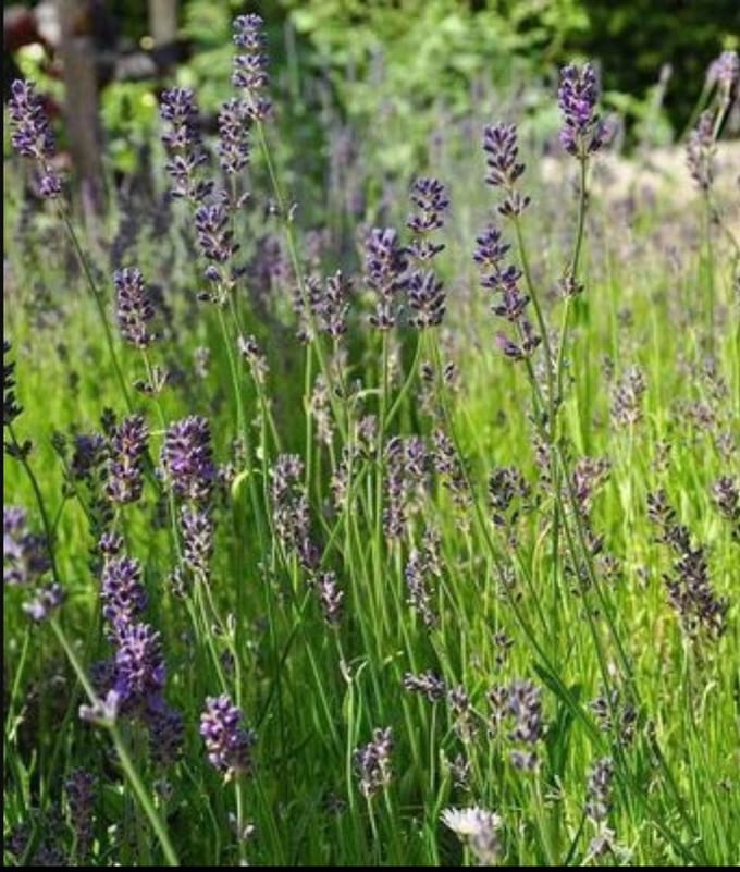 2 x Lavandula ang. 'Munstead' - Lavendel In pot 3 liter