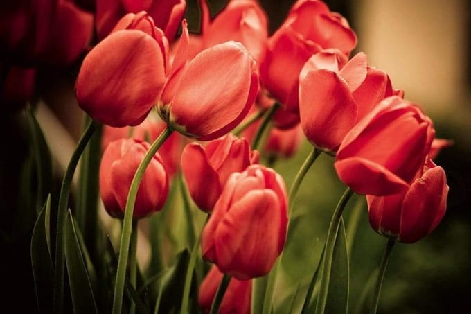 Fotobehang - Red Tulips 375x250cm - Vliesbehang