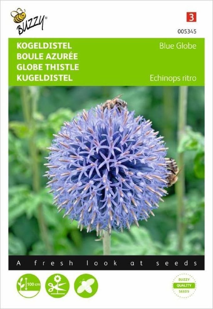 Buzzy® Echinops, Kogeldistel Blue Globe
