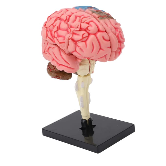 Hersenmodel Neuroanatomie Structuur Onderwijstool Menselijke Hersenen Anatomisch Model met Basis voor Onderwijs Display pink