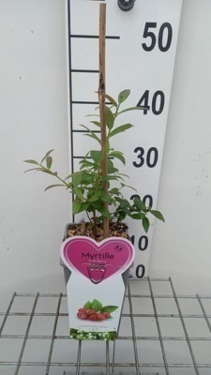 Vaccinium cor. 'Pink Berry' - Blauwe bes struik in pot