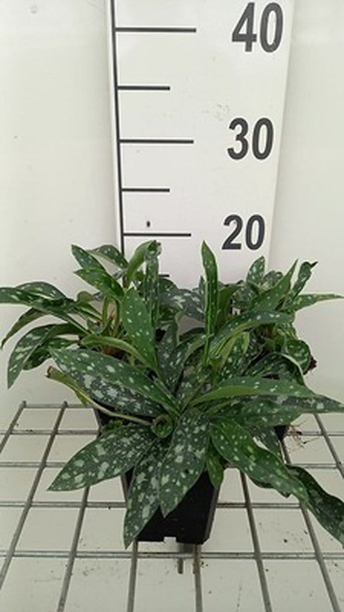 6x Longkruid - Pulmonaria long. 'E.b. Anderson' | 9x9 cm pot