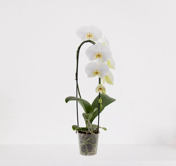 Phalaenopsis Cascade wit – bloeiende witte Orchidee – kamerplant - 50-65cm - Ø12 – grootbloemig - in kwekerspot – vers uit de kwekerij